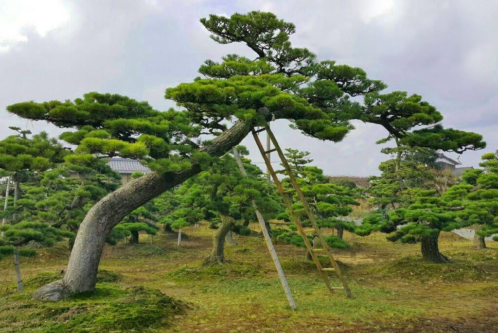 日本景觀大樹