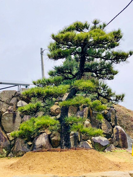 Jp00006