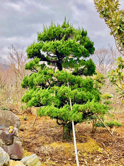 Jp00017