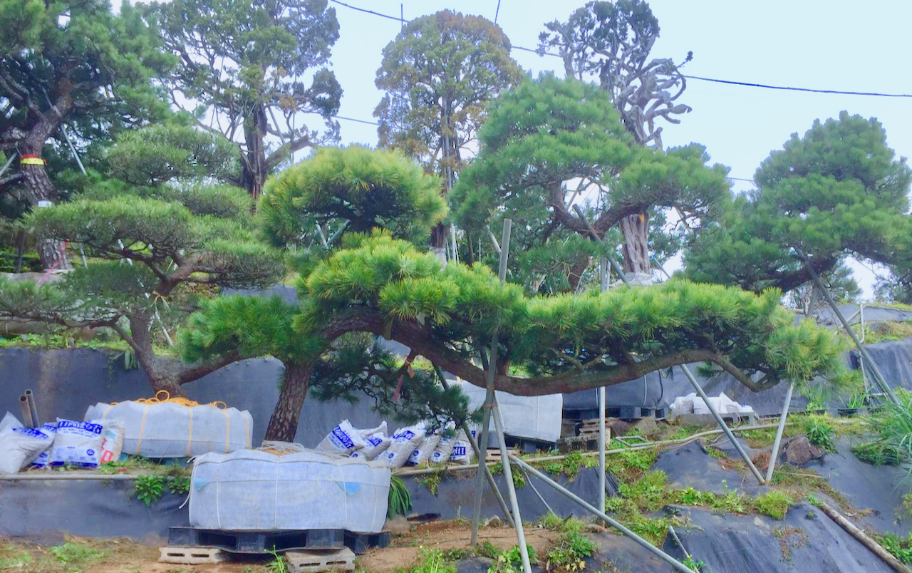 Jp00043